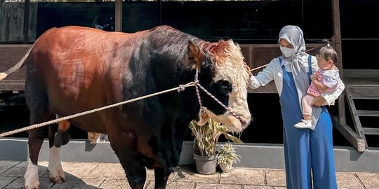 Rela Jauh-jauh ke Jogja, Potret Ria Ricis Bareng Sapi Kurban Berukuran Jumbo