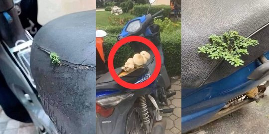 Saat Tumbuhan Hingga Jamur Tumbuh Subur di Jok Motor, Netizen sebut Lupa Kasih Salep