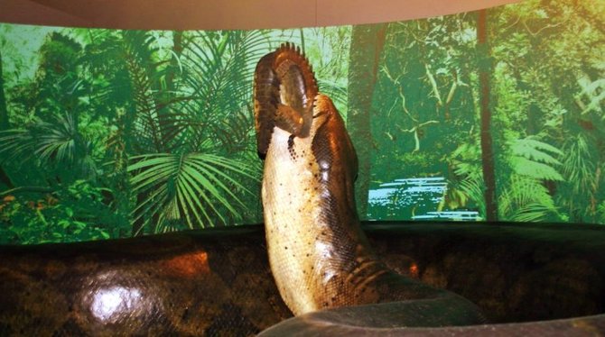 ular titanoboa