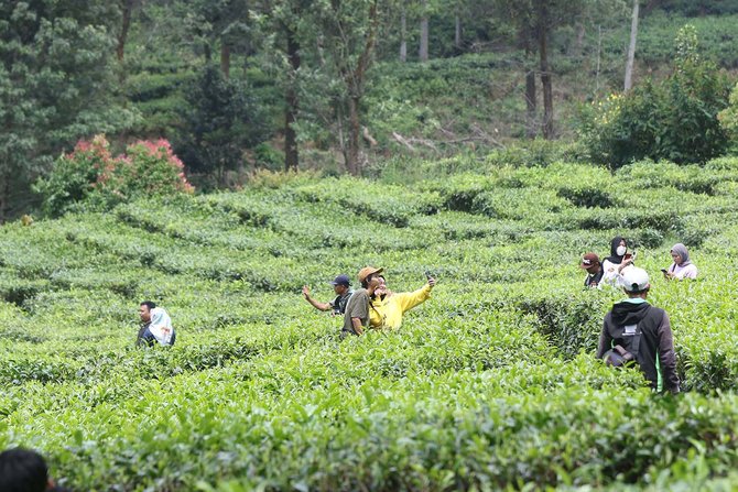 warga berwisata di kawasan kebun teh puncak