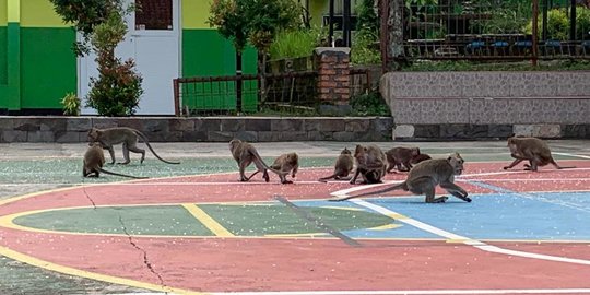 Hutan Berubah Jadi Kebun Jati, Monyet Gunung Kapur Cari Makan ke SMK 1 Ciampea Bogor