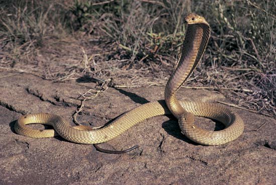 king cobra