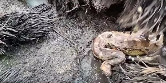 ratu ular penghuni hutan sawit kalimantan ditemukan, begini penampakannya