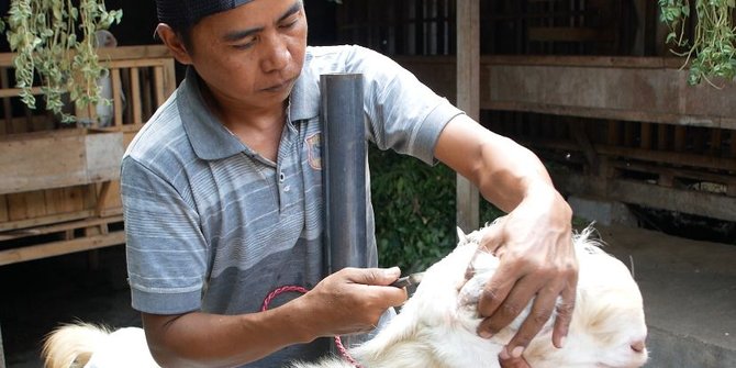 Jasa Salon Hewan Kurban di Lumajang Ramai Permintaan Jelang Iduladha