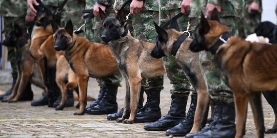 Militer Kolombia Latih 2.500 Anjing Jadi Tentara Pasukan Khusus