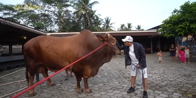 6 Potret Wariso, Sapi Kurban Irfan Hakim dengan Bobot Lebih dari 1 Ton!