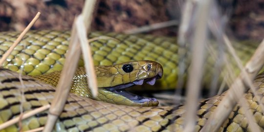 taipan oxyuranus microlepidotus rev1