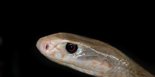 taipan oxyuranus scutellatus rev1