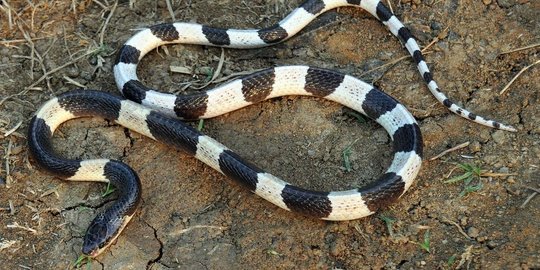 krait bungarus fasciatus rev1