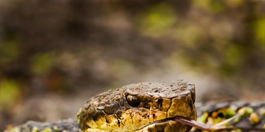 scaled viper echis carinatus rev1