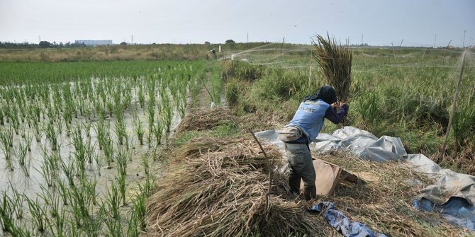 Begini Upaya Agar Hasil Pertanian Cerdas Iklim Di Daerah Laku | Merdeka.com