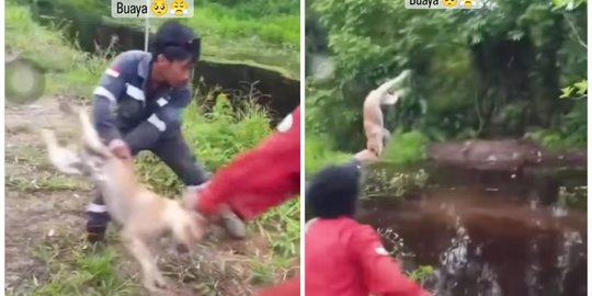 Viral Video Anjing Dilempar ke Sungai Berisi Buaya