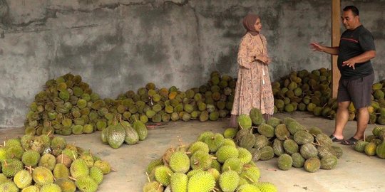 Mengunjungi Wisata Duren Sari Trenggalek, 650 Hektare Hutan Durian Berkelas Dunia