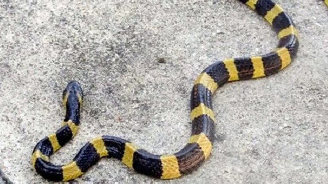 5 jenis ular berbisa yang dapat masuk ke pemukiman bukan hanya kobra