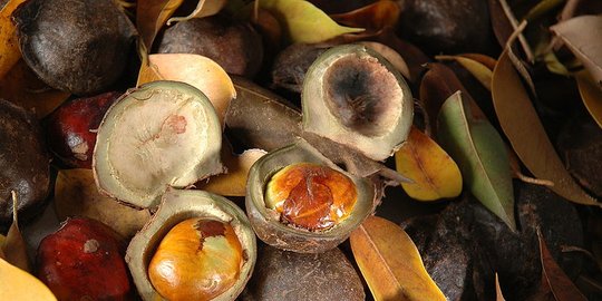 sumber antioksidan dan antiinflamasi rev1