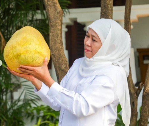 potret jeruk keprok raksasa panen dari halaman gedung grahadi surabaya