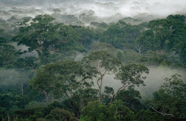 ilustrasi hutan hujan