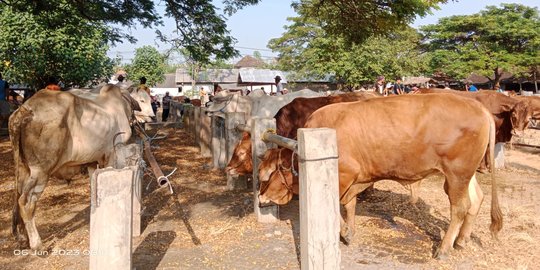 Warga Gresik Wajib Catat, Ini Tips Memilih Hewan Kurban Bebas Virus Lato-Lato