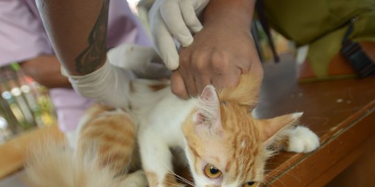 yang bisa terinfeksi rabies