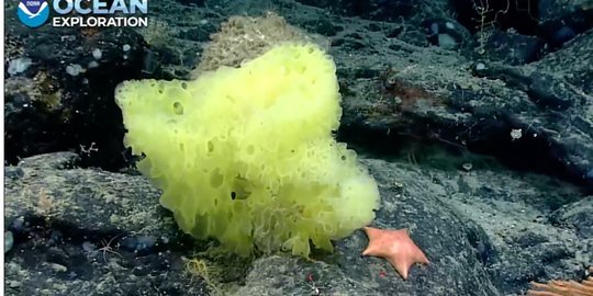 Ilmuwan Temukan 