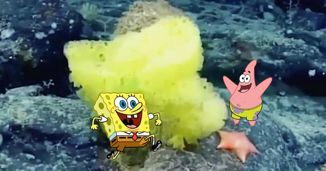spongebob dan patrick