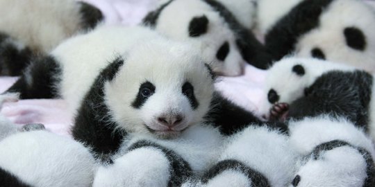 Ilmuwan Pernah Meneliti Hewan Apa yang Tidak Pernah Tidur, Hasilnya Mengejutkan