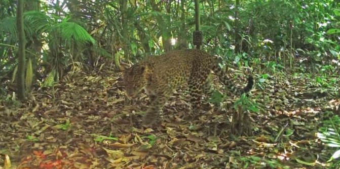 Penampakan Ganasnya Macan Tutul Jawa yang Terlihat Hutan Gunung Purwakarta