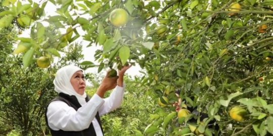 Tak Hanya Terkenal sebagai Kota Apel, Begini Serunya Wisata Petik Jeruk di Kota Batu