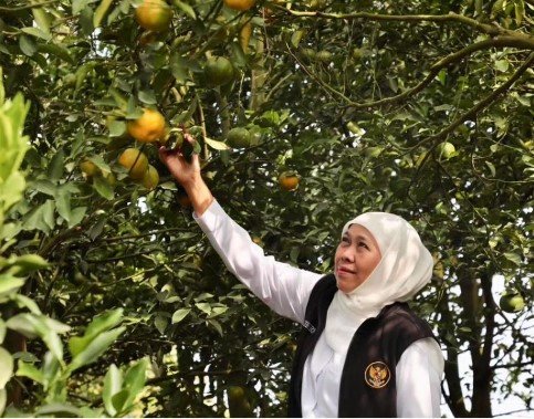 wisata petik jeruk di kota batu