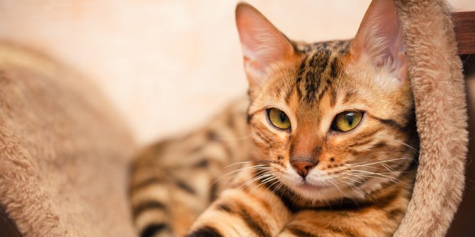 Rekomendasi Nama Kucing Jantan Lucu dan Keren, Bikin Gemes