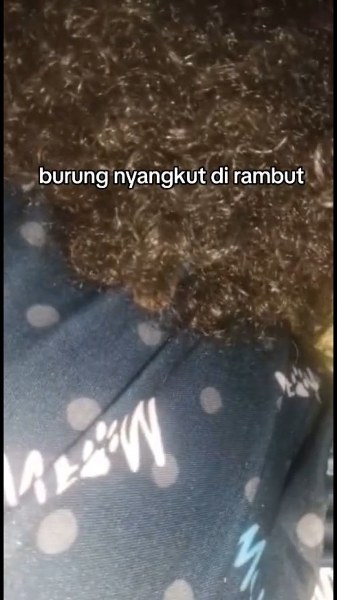 viral burung kecil nyangkut di rambut seorang anak dikira sarang