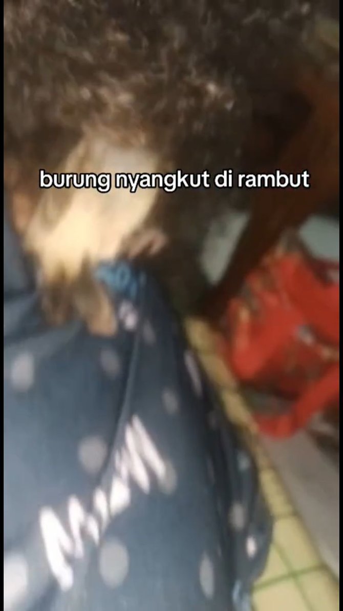 viral burung kecil nyangkut di rambut seorang anak dikira sarang