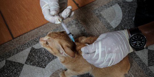 Ini Waktu yang Tepat Beri Vaksin Rabies ke Hewan Peliharaan