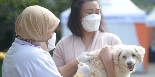 Segera Beri Vaksin Rabies ke Hewan Peliharaan Anda, Segini Harganya