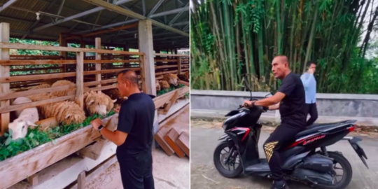 Gubernur Eks Pangkostrad Tancap Gas Naik Motor, Ternyata Beri Makan Kambing & Sapi