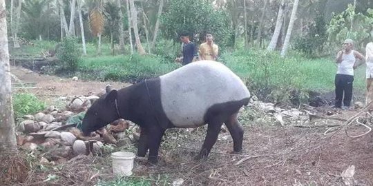 Sedih, Tapir di Indragiri Hilir yang Sempat Terjebak Lumpur Akhirnya Mati