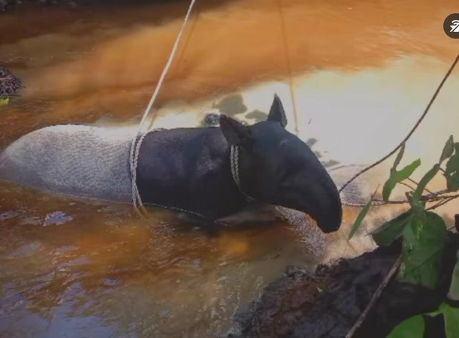 tapir terjebak di lumpur