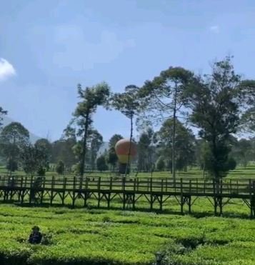 kebun teh tambi