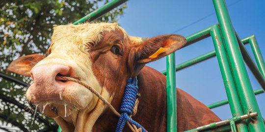 Peternak Di Bandung Ungkap Tahapan Sapi Limosin Miliknya Dipesan Jokowi ...