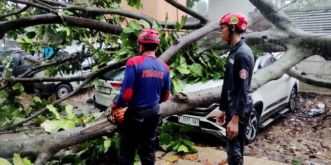 Pohon Beringin Besar Tumbang di Bogor, Lalu Lintas Lumpuh