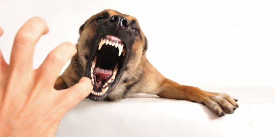 Kenali Ciri Hewan Terinfeksi Rabies! Pastikan Peliharaan Anda Sehat