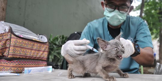 Pemprov DKI Siapkan Dua RS untuk Tangani Pasien Rabies