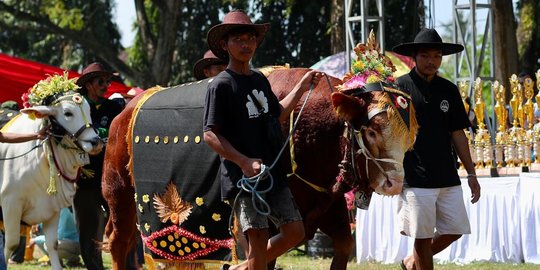Parade Hewan Ternak Banyuwangi Livestock Contest 2023, Sapi 1,136 Ton Jadi Pemenang