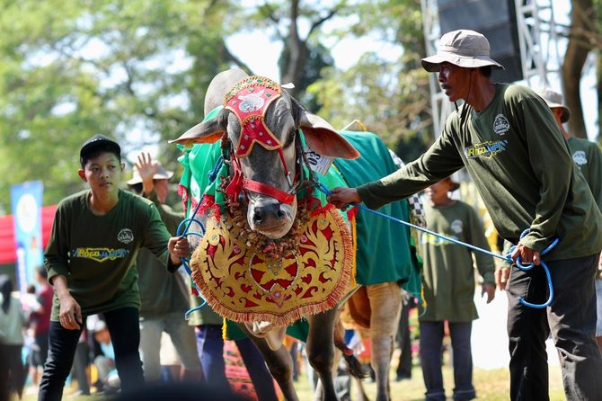 parade hewan ternak di banyuwangi livestock contest 2023