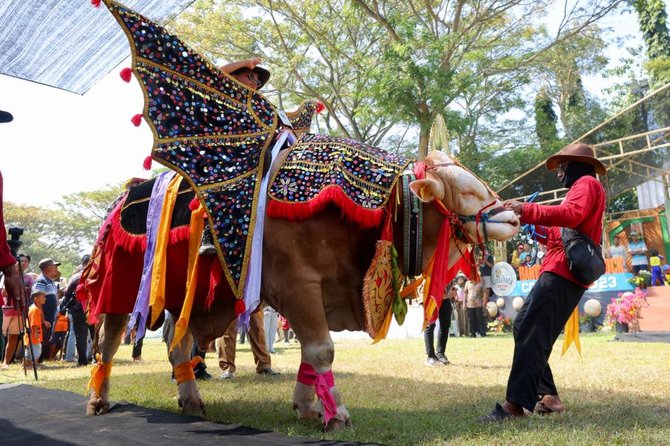 parade hewan ternak di banyuwangi livestock contest 2023