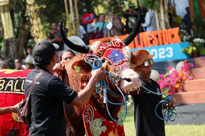 parade hewan ternak di banyuwangi livestock contest 2023