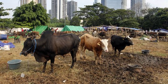 Pedagang Hewan Kurban Mulai Menggeliat Jelang Idul Adha