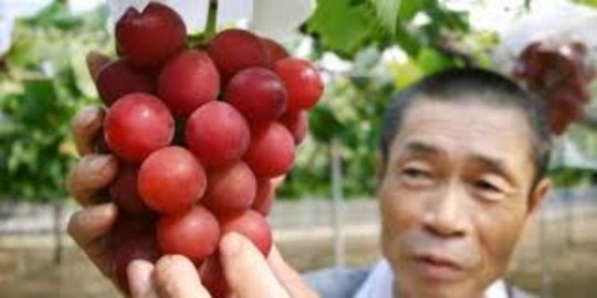 5 buah paling mahal di dunia, ada yang tembus rp600 juta