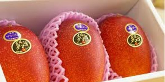 5 buah paling mahal di dunia, ada yang tembus rp600 juta