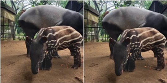 Anak Tapir Betina Lahir di Bandung Zoo Bernama Gantari, Ini Sertifikat Kelahirannya